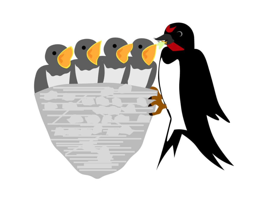 ツバメの赤ちゃんに餌をやる親鳥